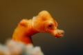   Denise pygmy seahorse portrait  